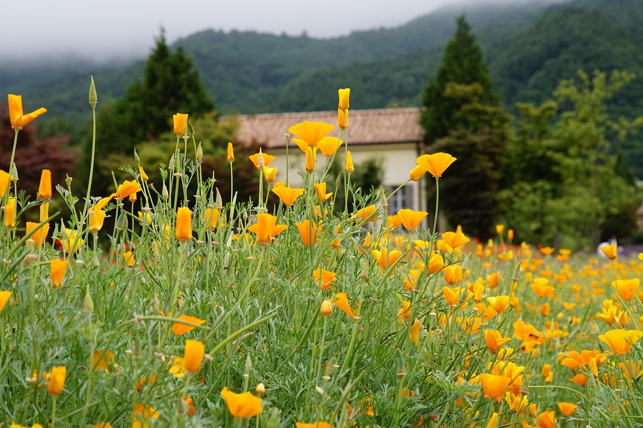 中麦通讯实名账号：嘟嘟app详情下载教程