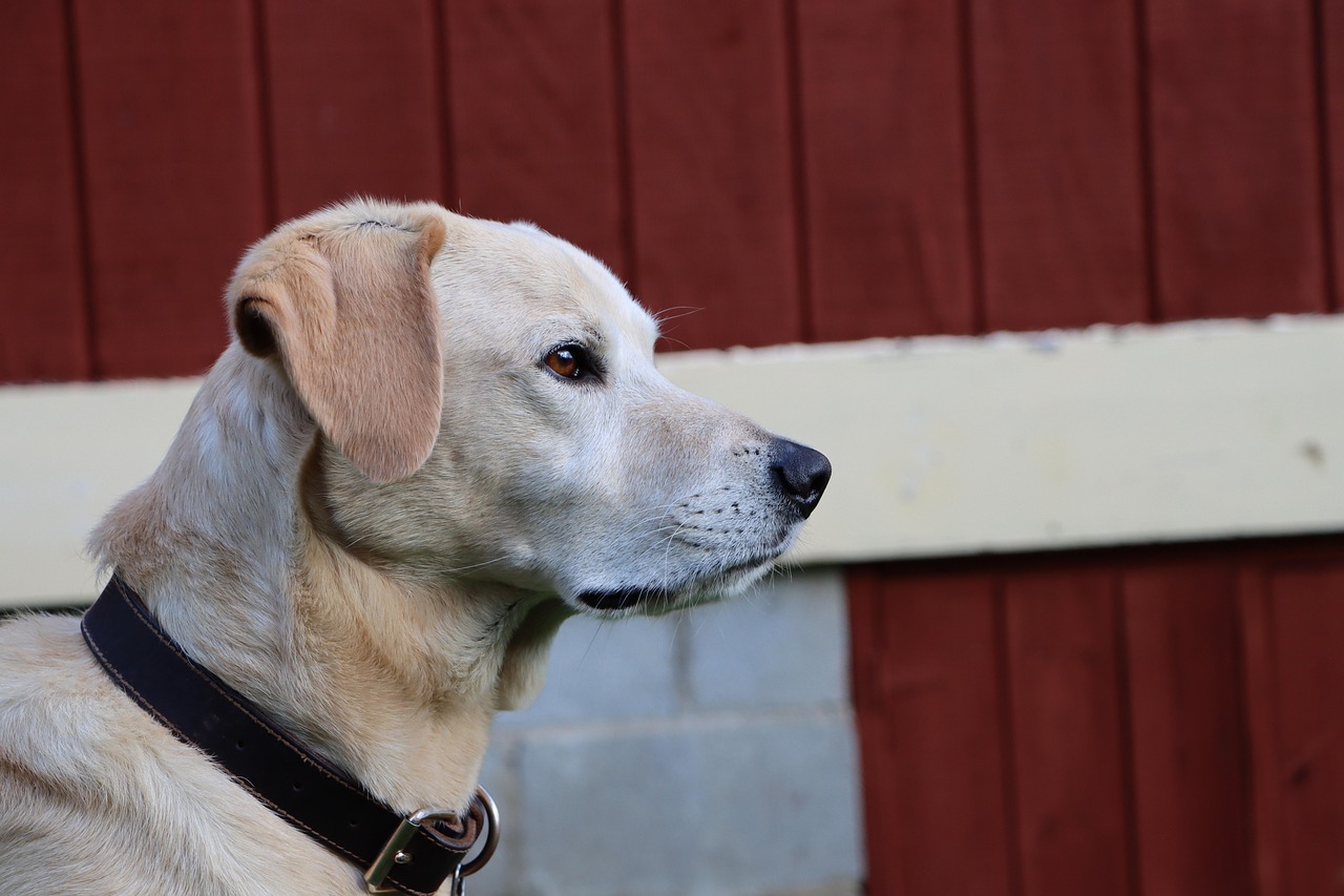 香烟对工业污染的影响